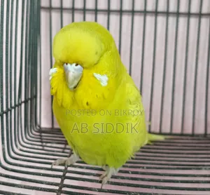English Budgerigar Female