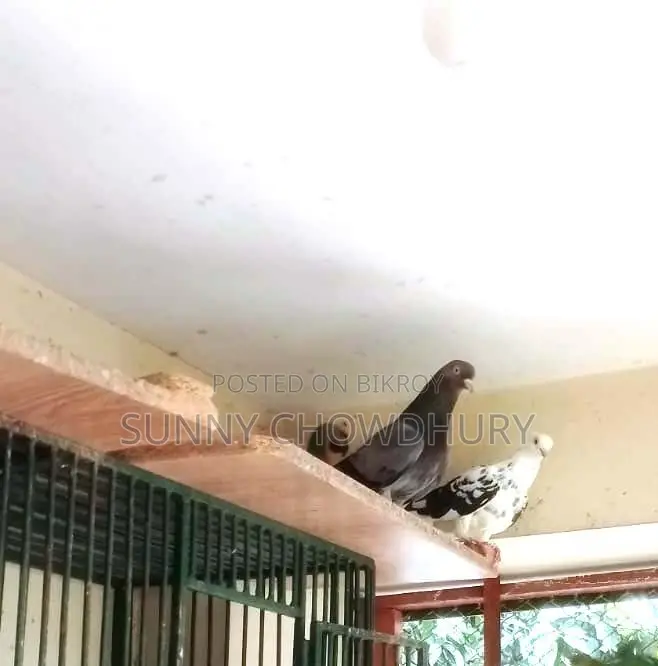এক জোড়া গোলা কবুতর