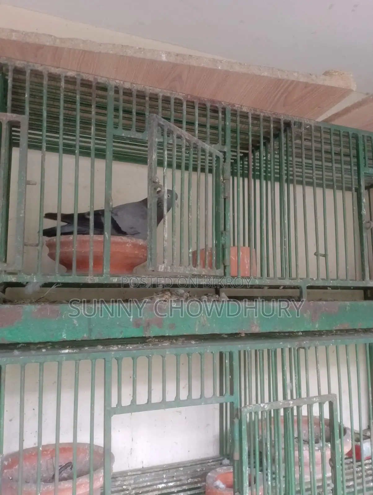 এক জোড়া গোলা কবুতর
