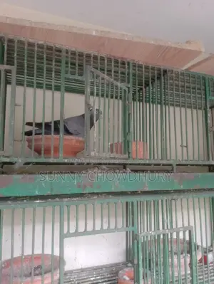 এক জোড়া গোলা কবুতর