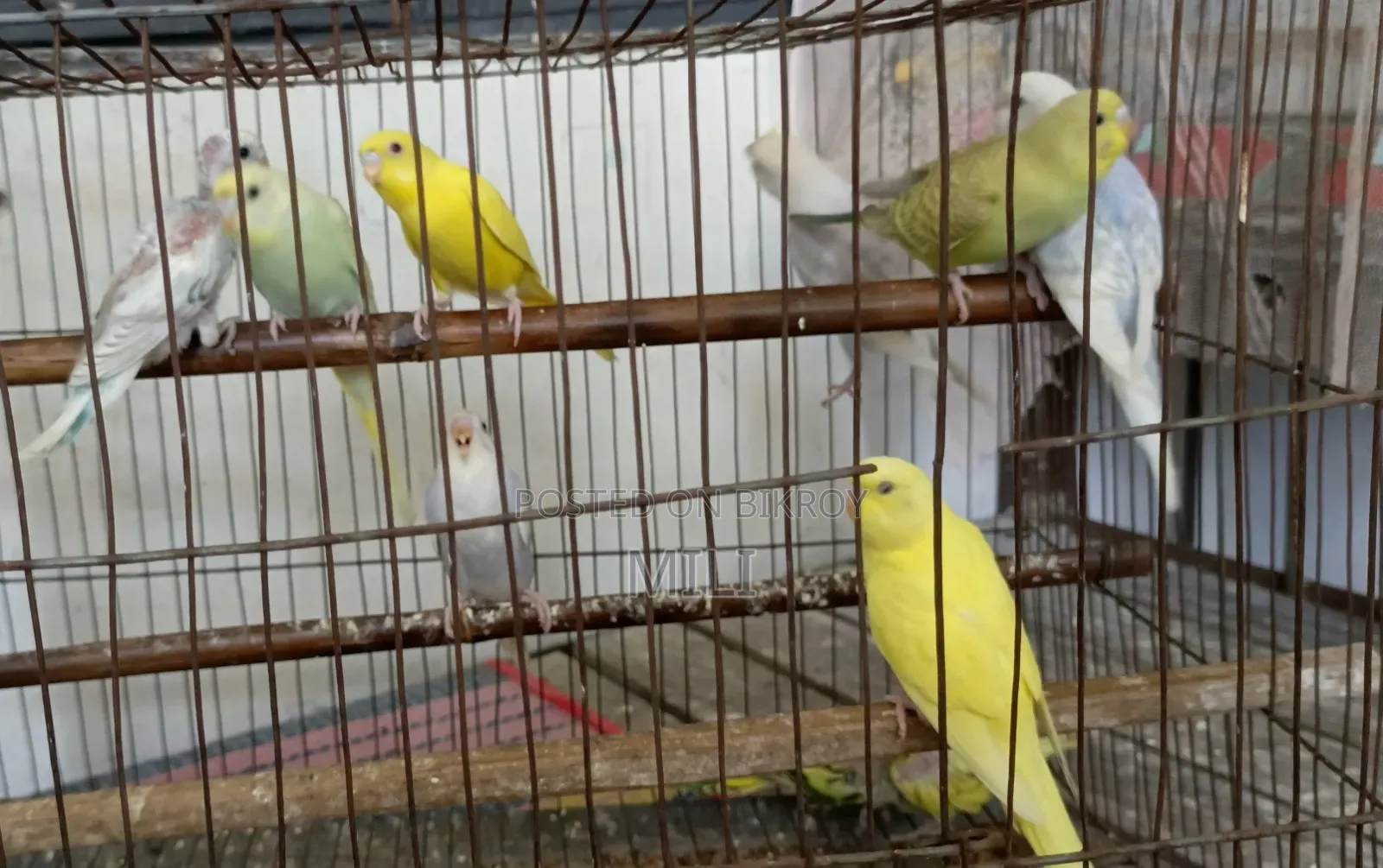 বাজরিকা পাখি