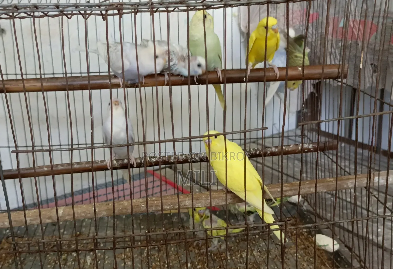 বাজরিকা পাখি