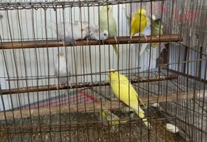 বাজরিকা পাখি