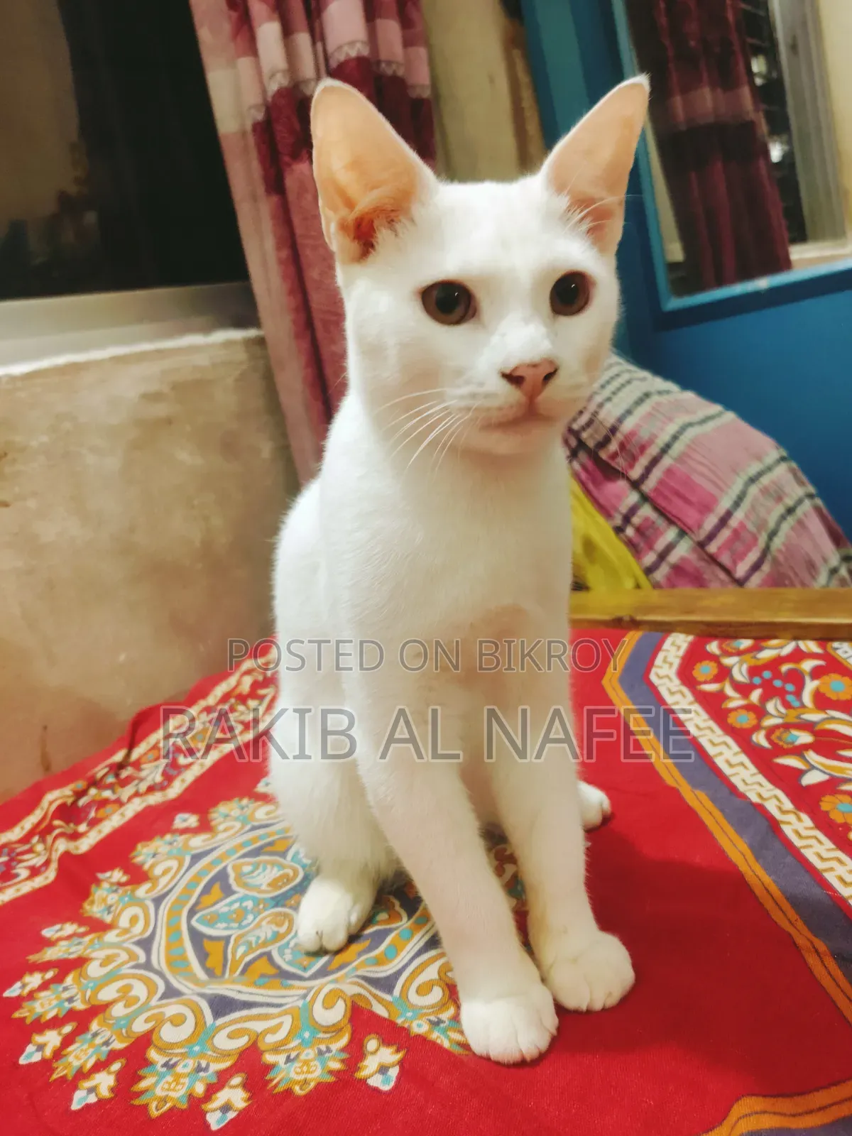 ৩-৬ মাসের নর মিশ্র জাতের পার্সিয়ান