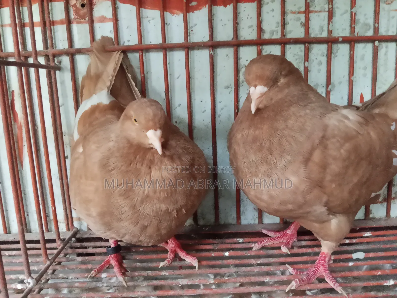 বিগ কিং কবুতর