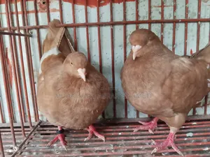 বিগ কিং কবুতর
