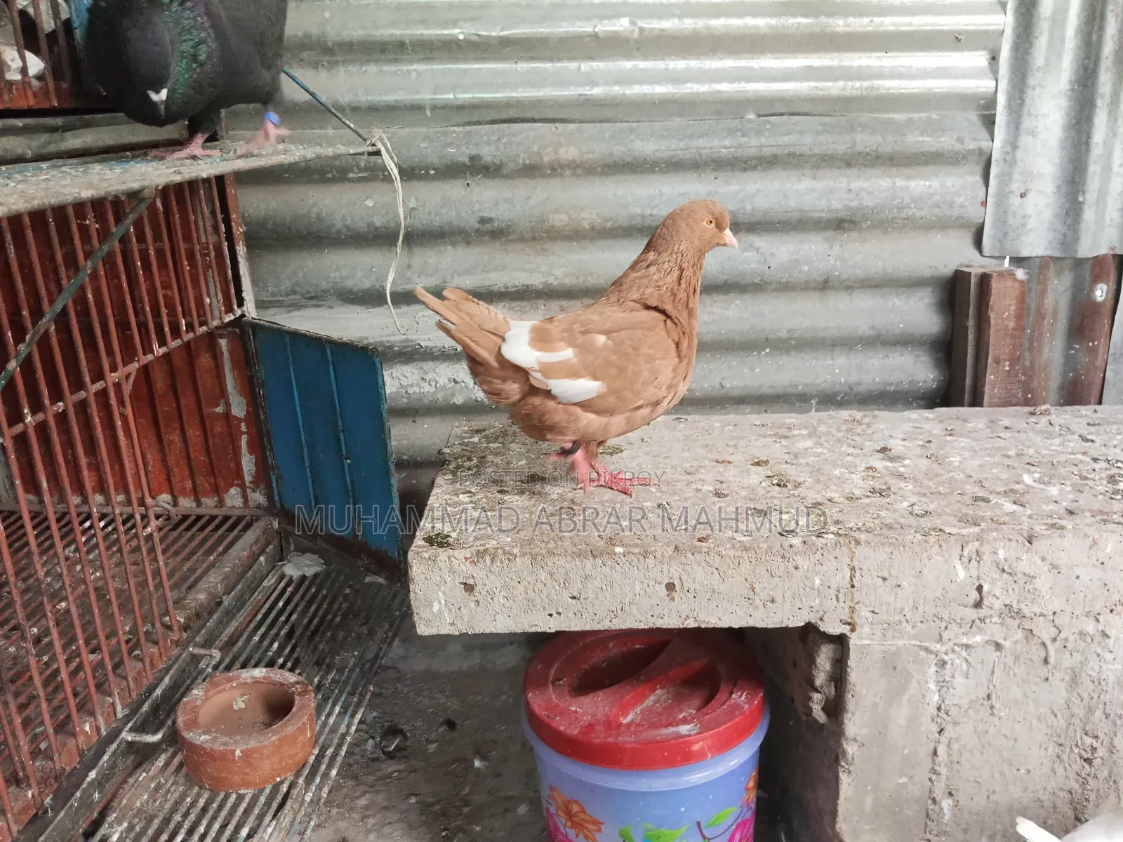 বিগ কিং কবুতর