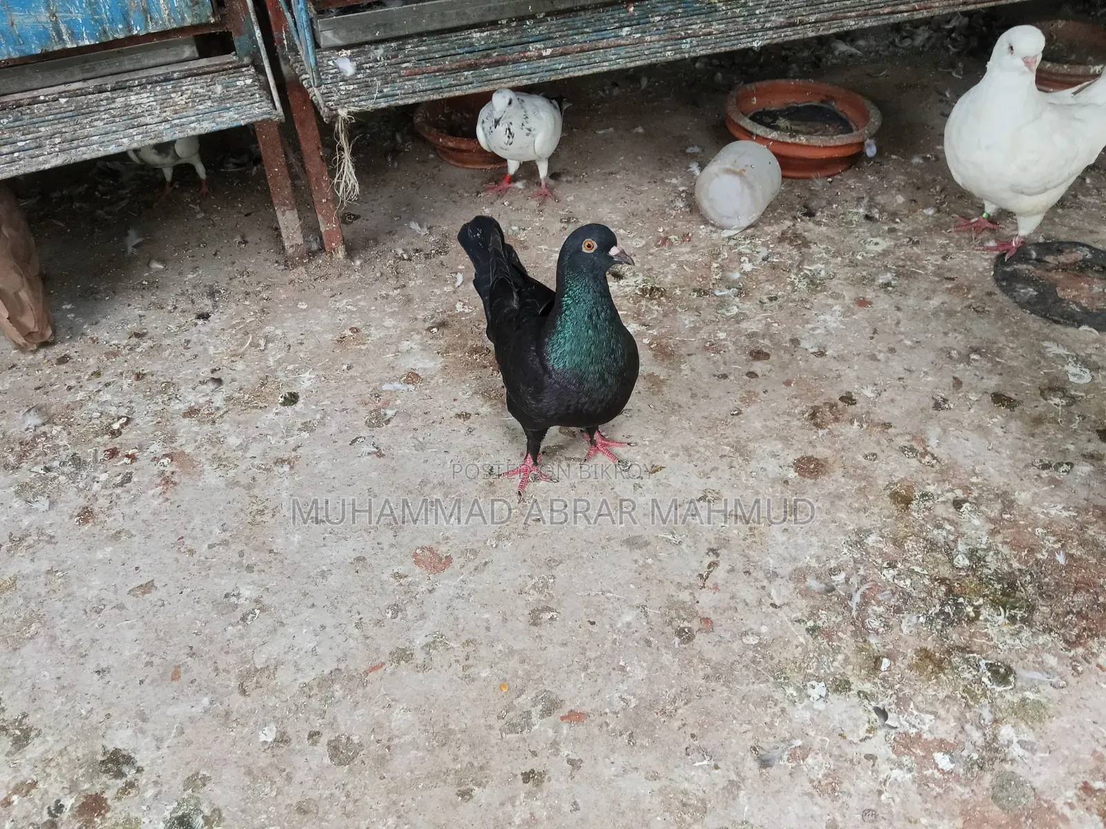 বিগ কিং কবুতর