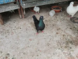 বিগ কিং কবুতর
