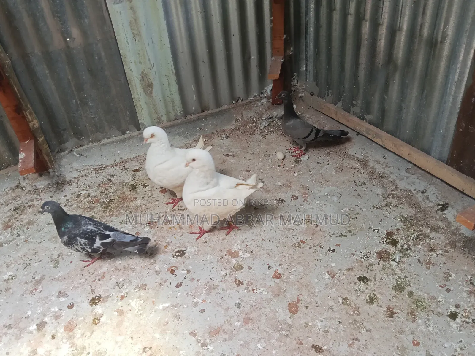 বিগ কিং কবুতর