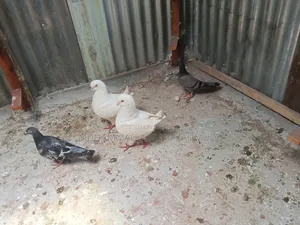 বিগ কিং কবুতর