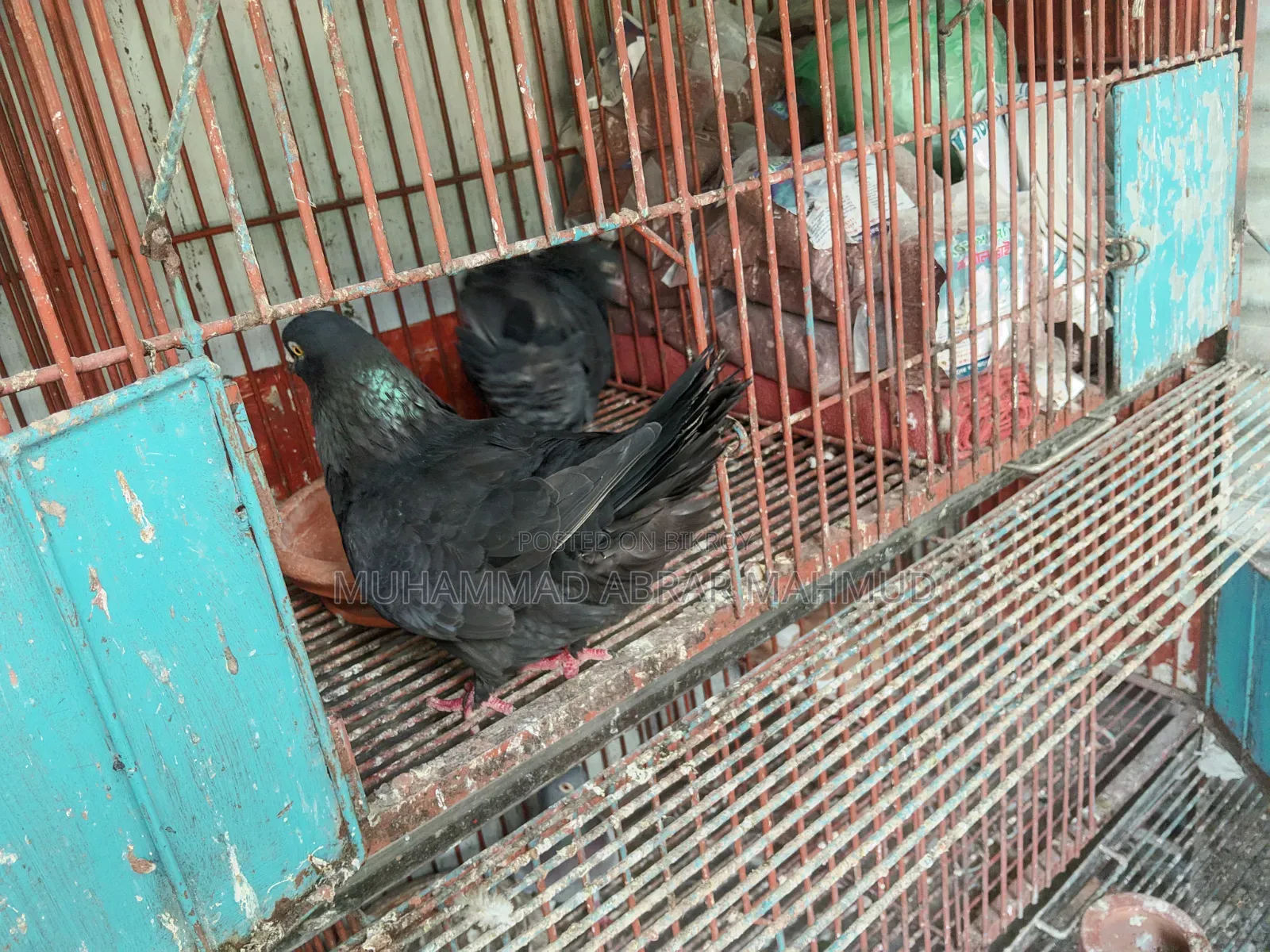 বিগ কিং কবুতর