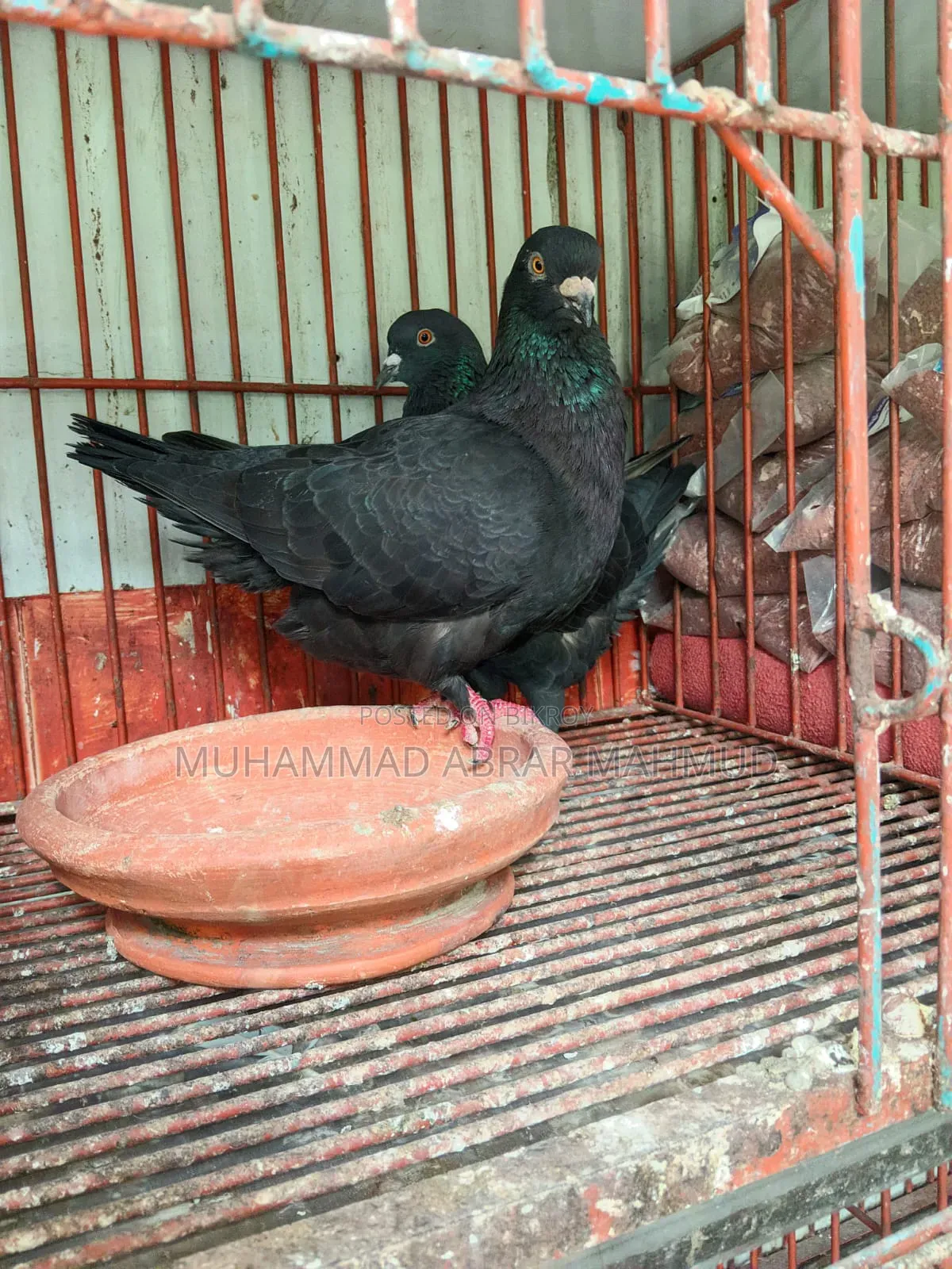 বিগ কিং কবুতর