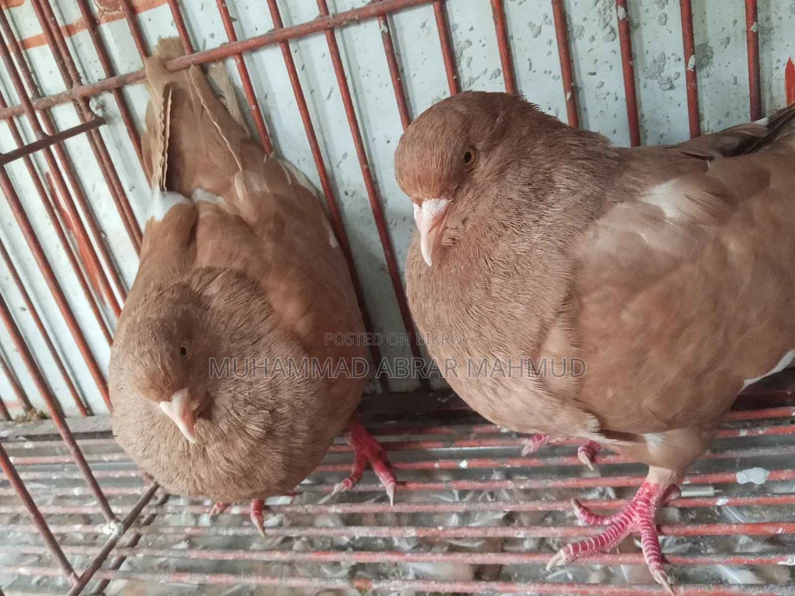 বিগ কিং কবুতর