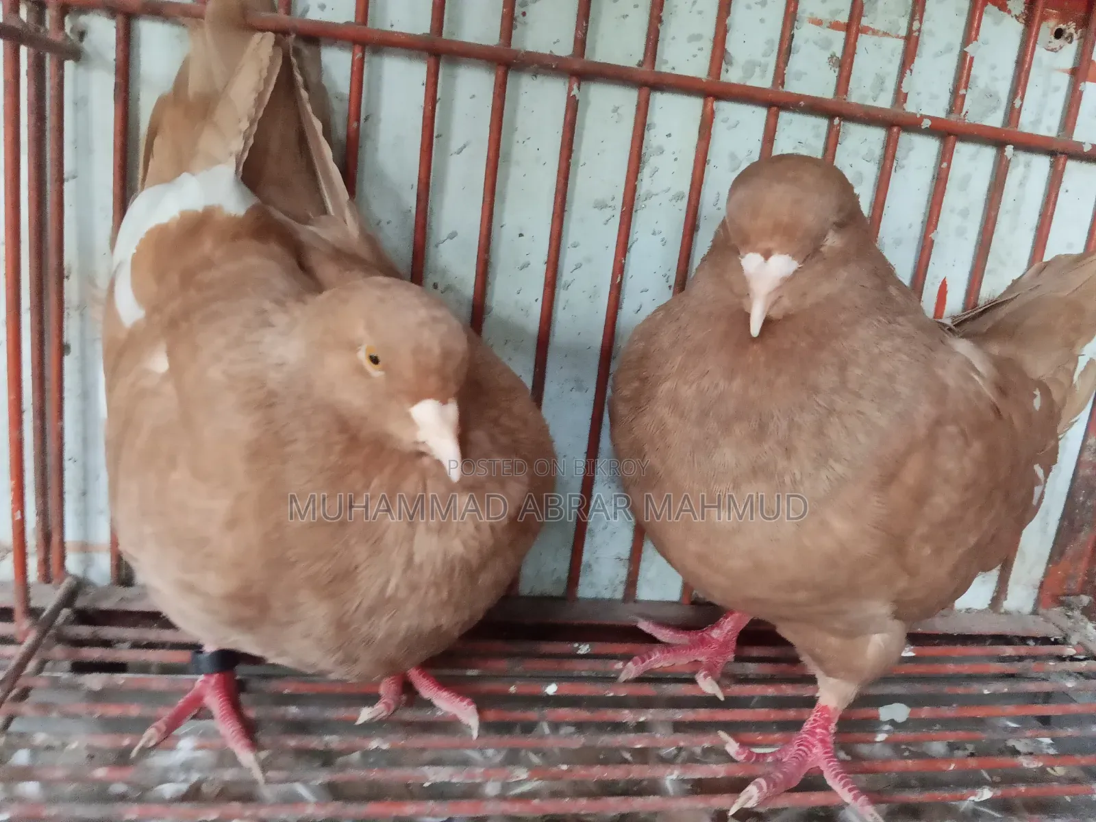 বিগ কিং কবুতর