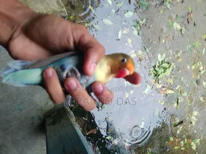 লাভ বার্ডস
