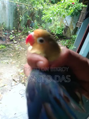 লাভ বার্ডস
