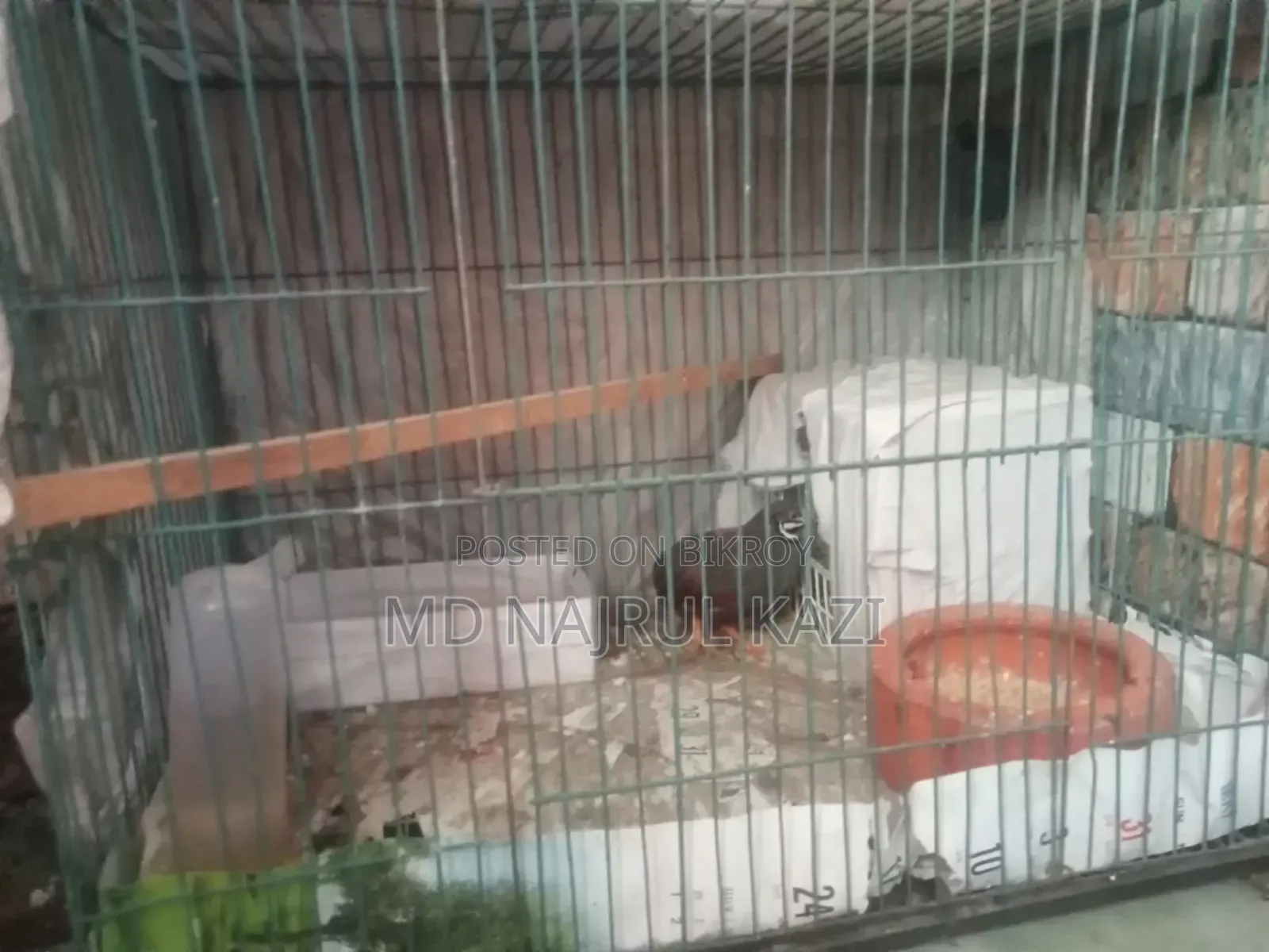 King Quail Full Set Up