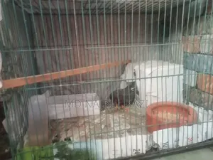 King Quail Full Set Up