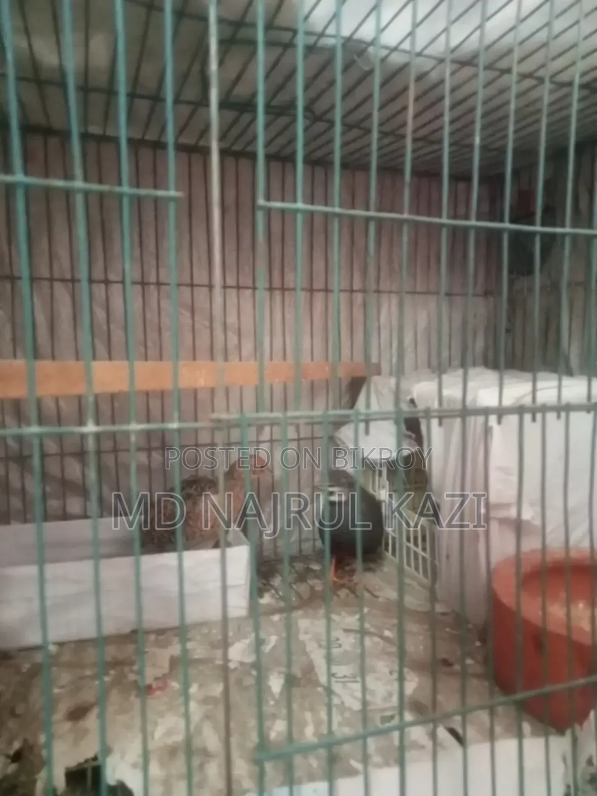 King Quail Full Set Up