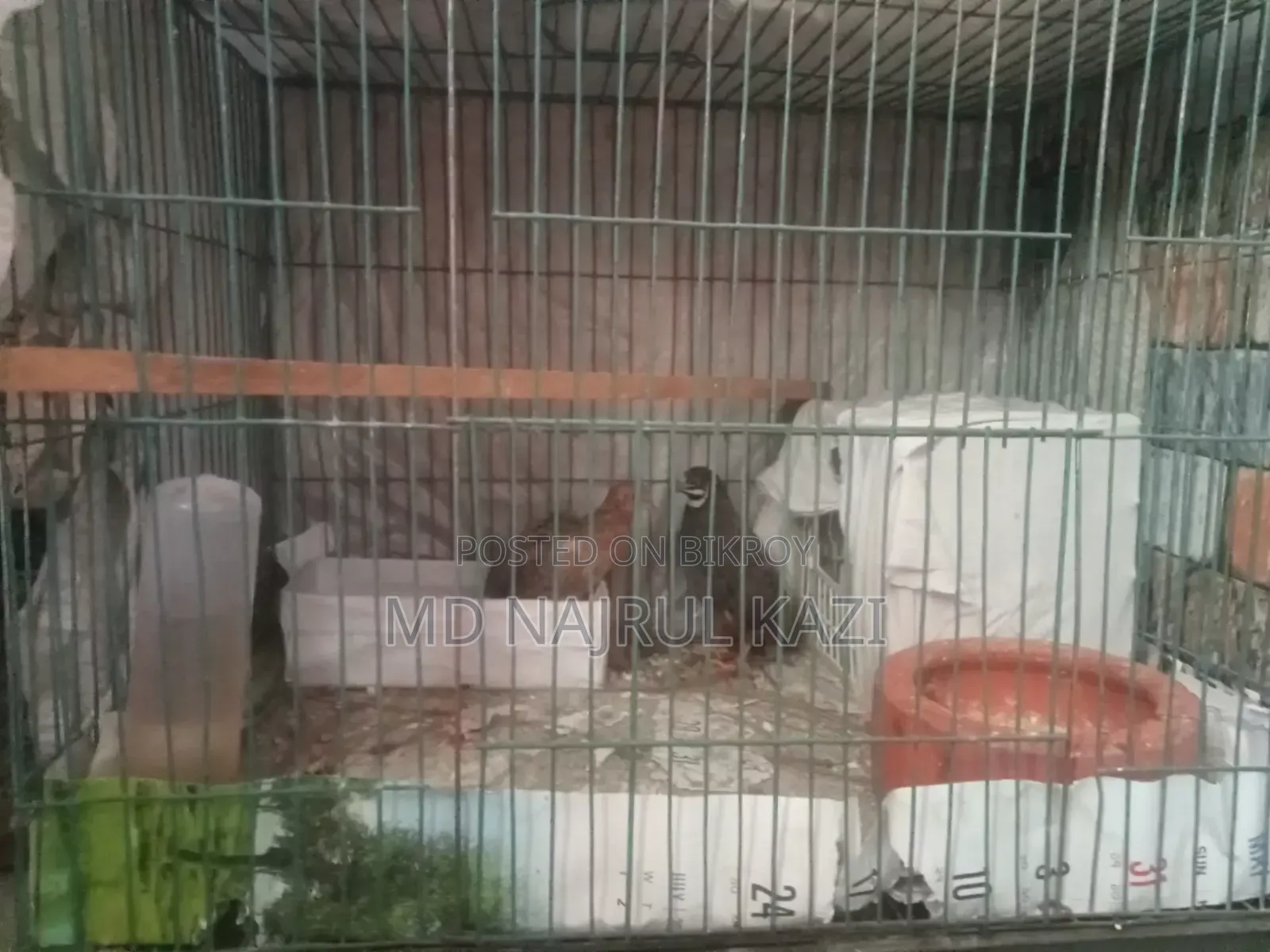 King Quail Full Set Up