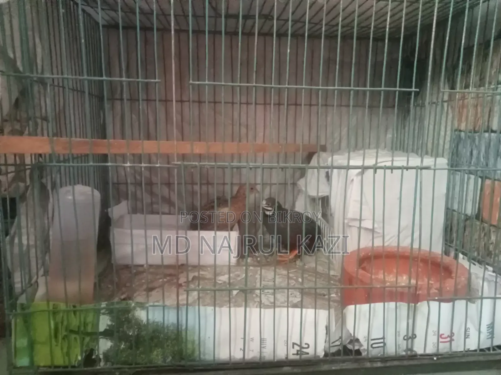 King Quail Full Set Up
