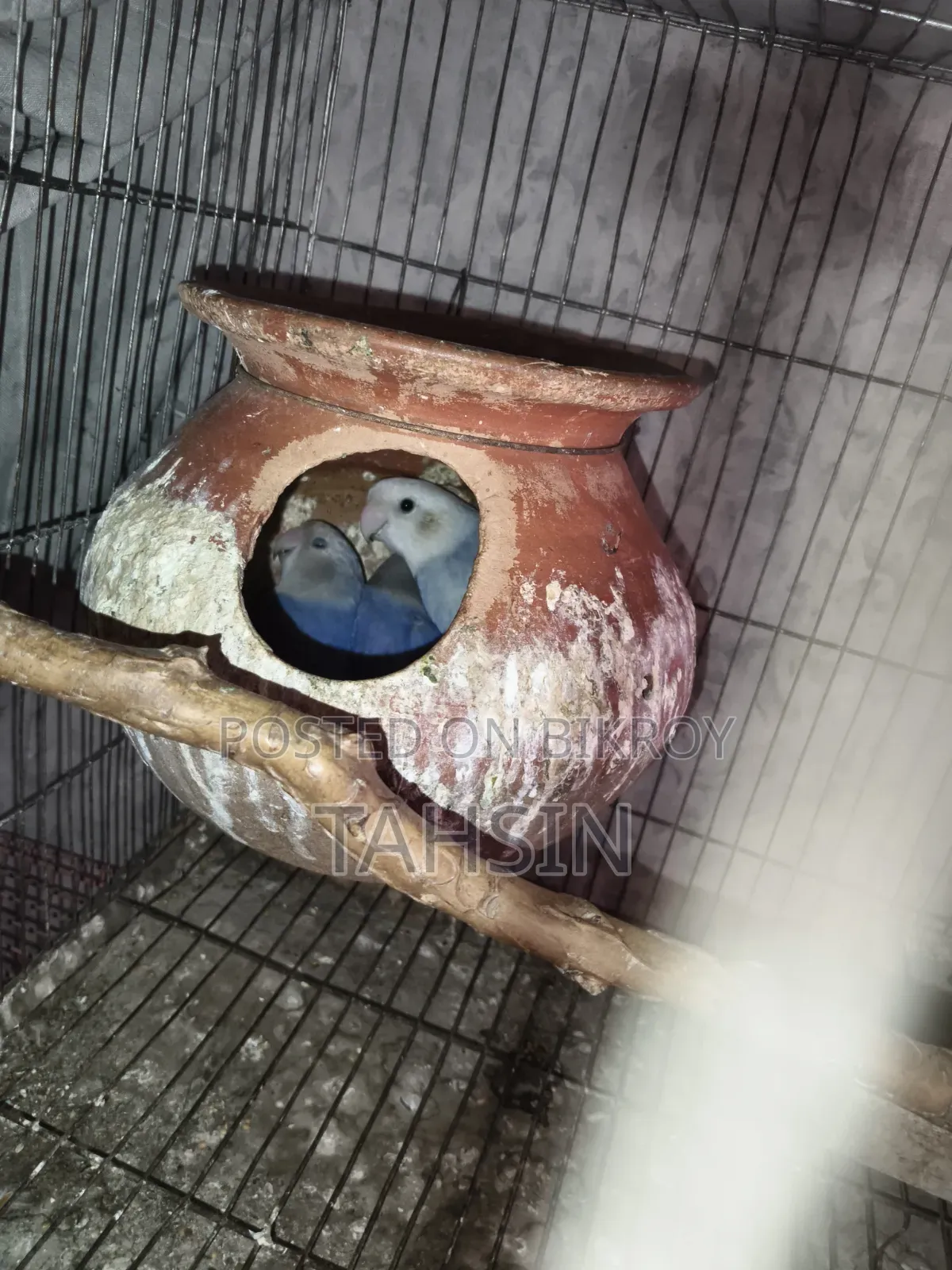 এডাল্ট লাভ বার্ড