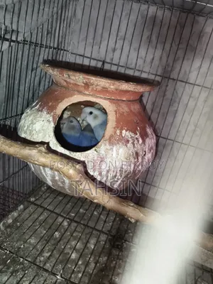 এডাল্ট লাভ বার্ড