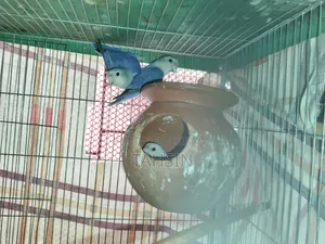 এডাল্ট লাভ বার্ড