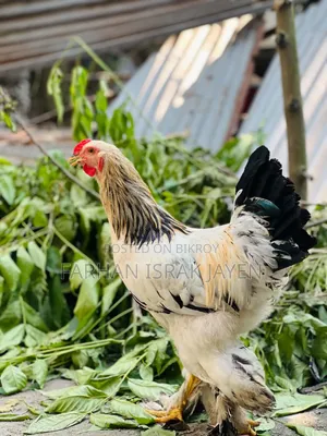 ব্রামহা মোরগ