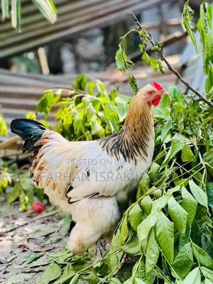 ব্রামহা মোরগ