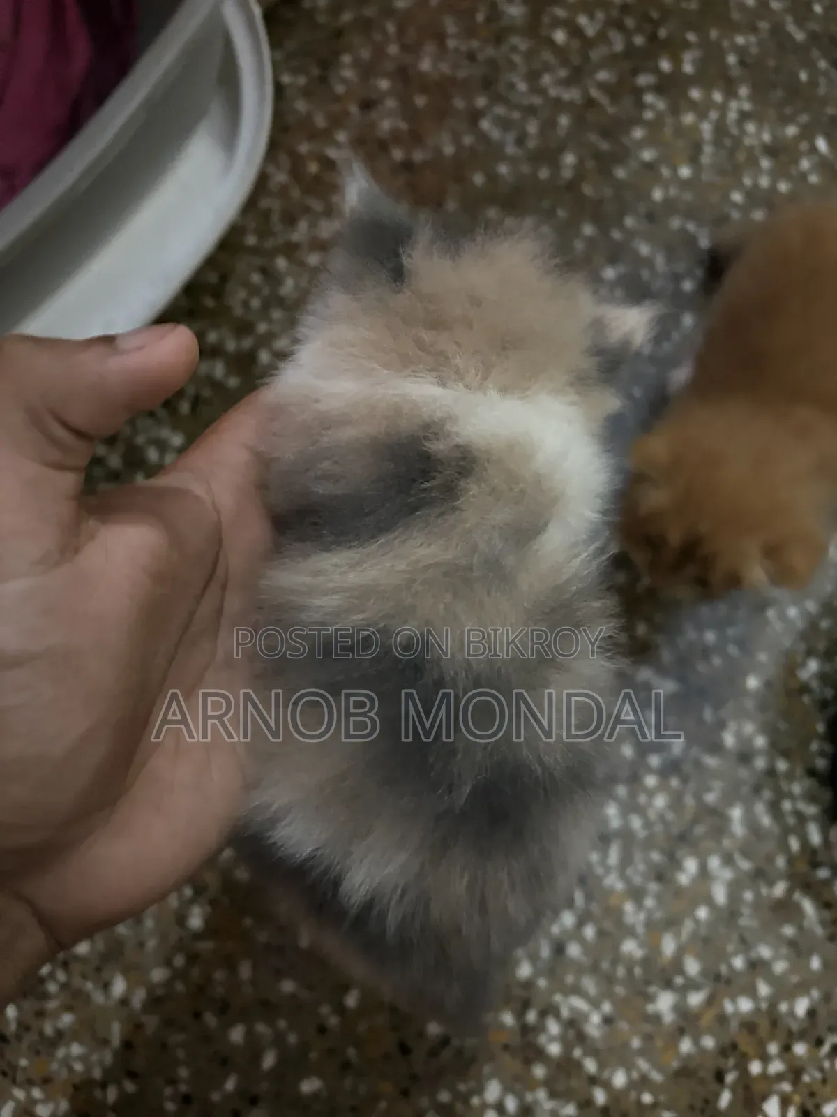 1-3 Months Male Purebred Persian