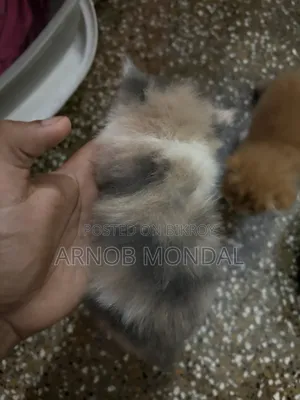 1-3 Months Male Purebred Persian