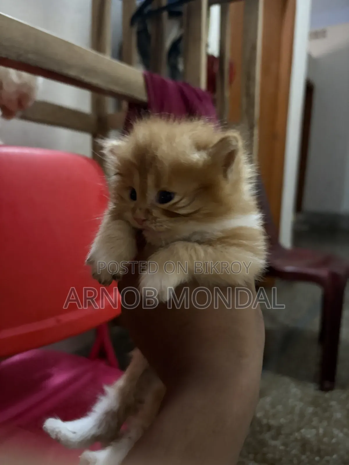 1-3 Months Male Purebred Persian
