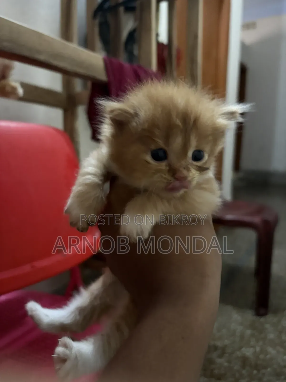 1-3 Months Male Purebred Persian