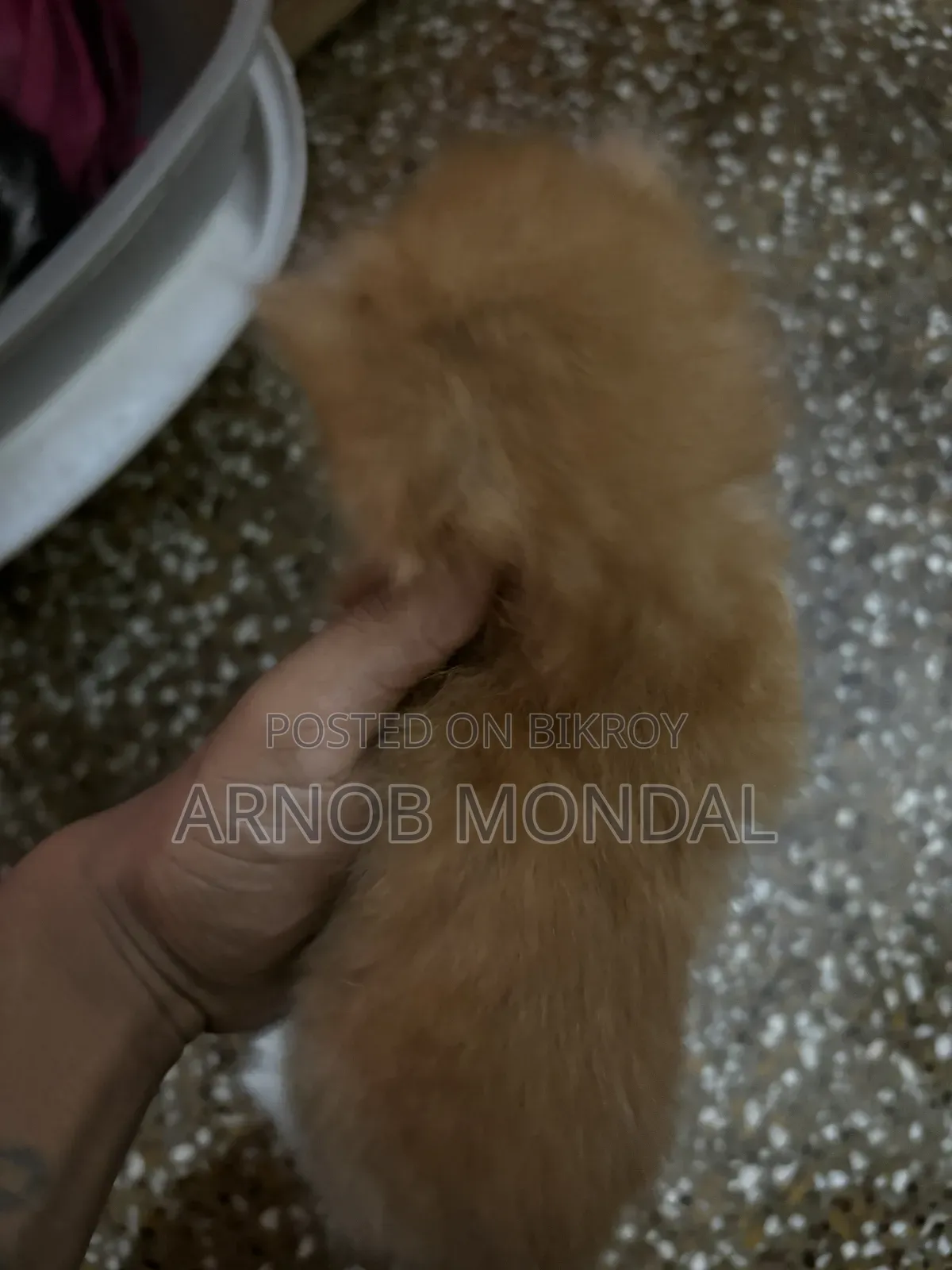 1-3 Months Male Purebred Persian