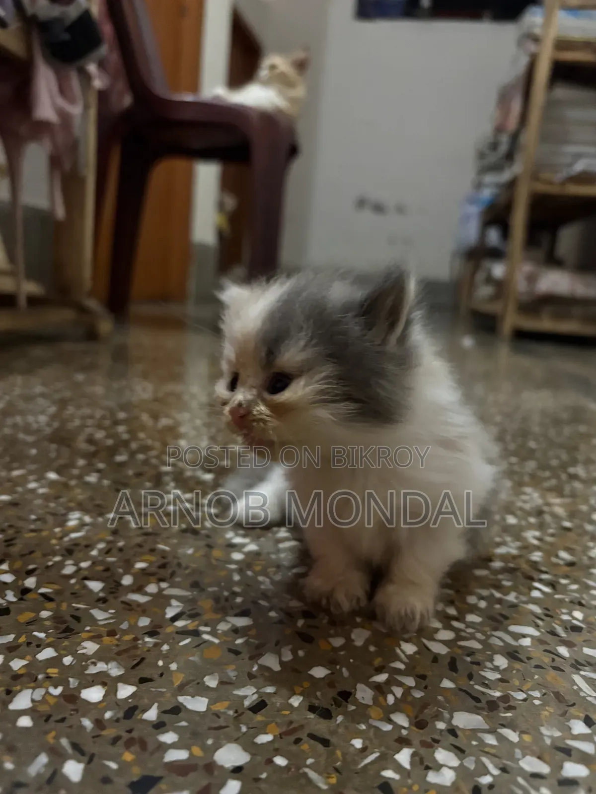 1-3 Months Male Purebred Persian