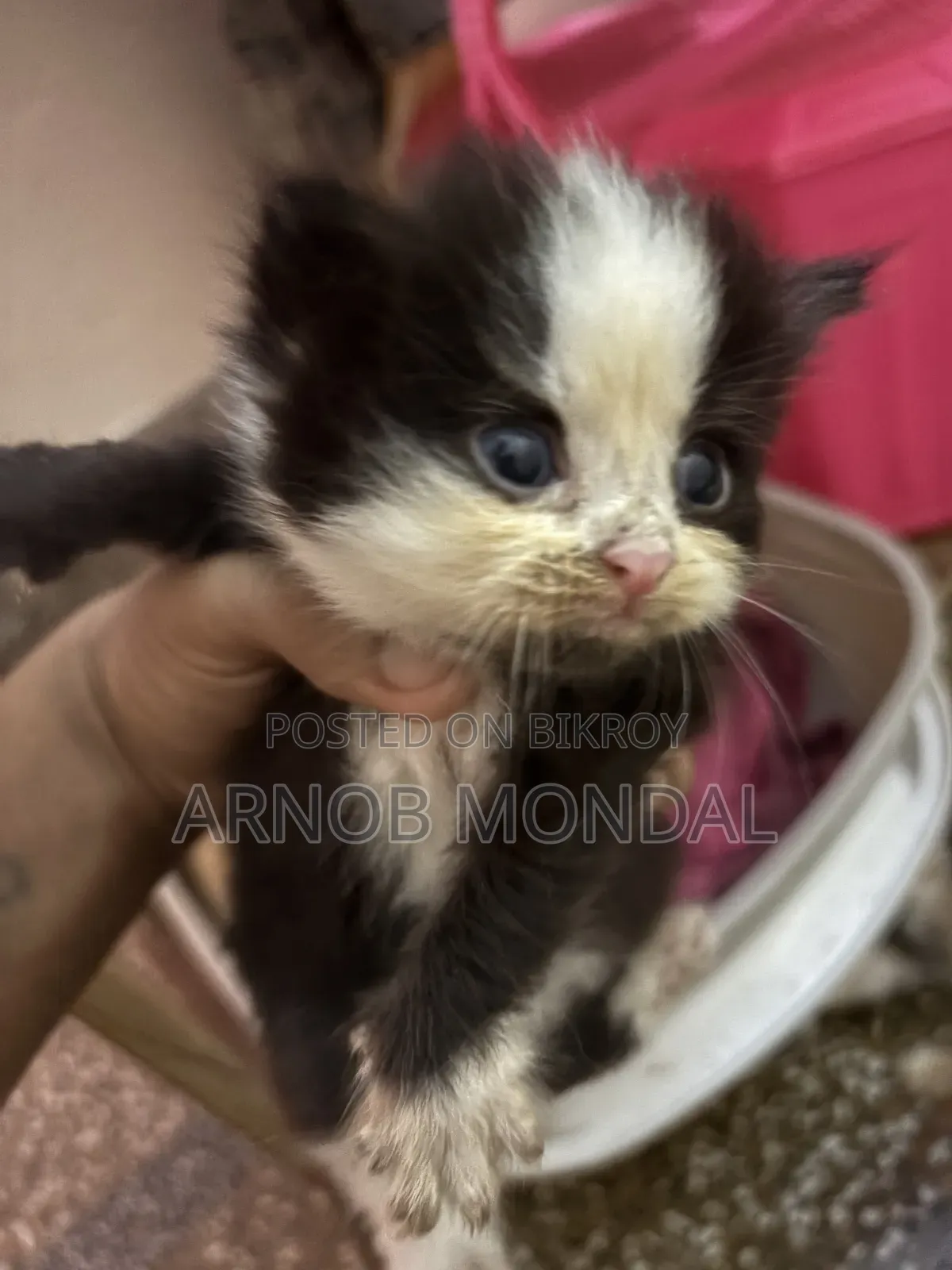 1-3 Months Male Purebred Persian