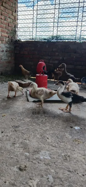 Chinese Ducklings