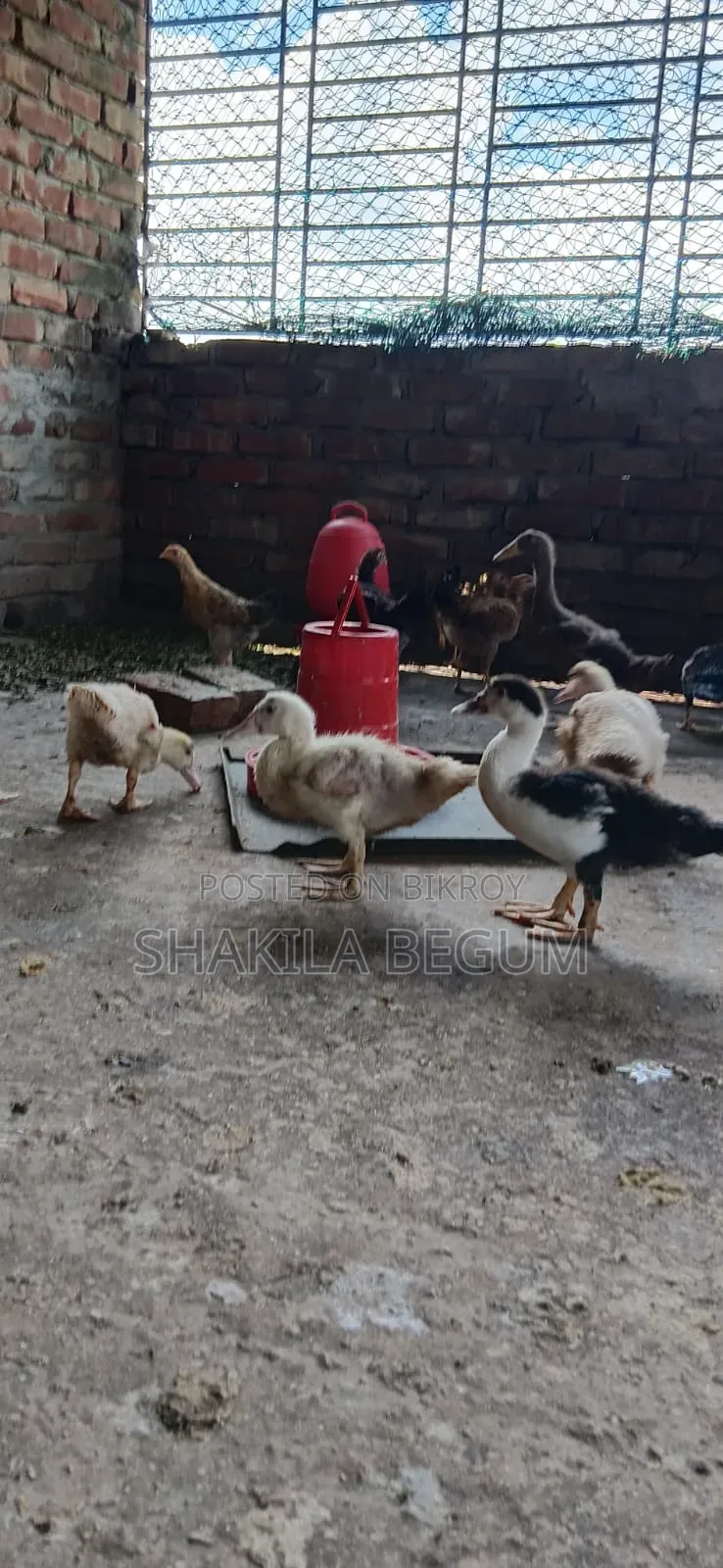 Chinese Ducklings