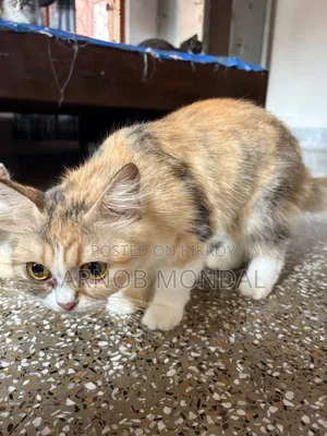 ৬-১২ মাসের মেল পিউরব্রেড পারশিয়ান