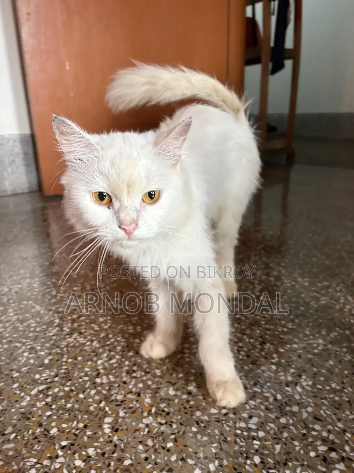 6-12 Months Male Purebred Persian