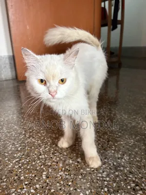 6-12 Months Male Purebred Persian