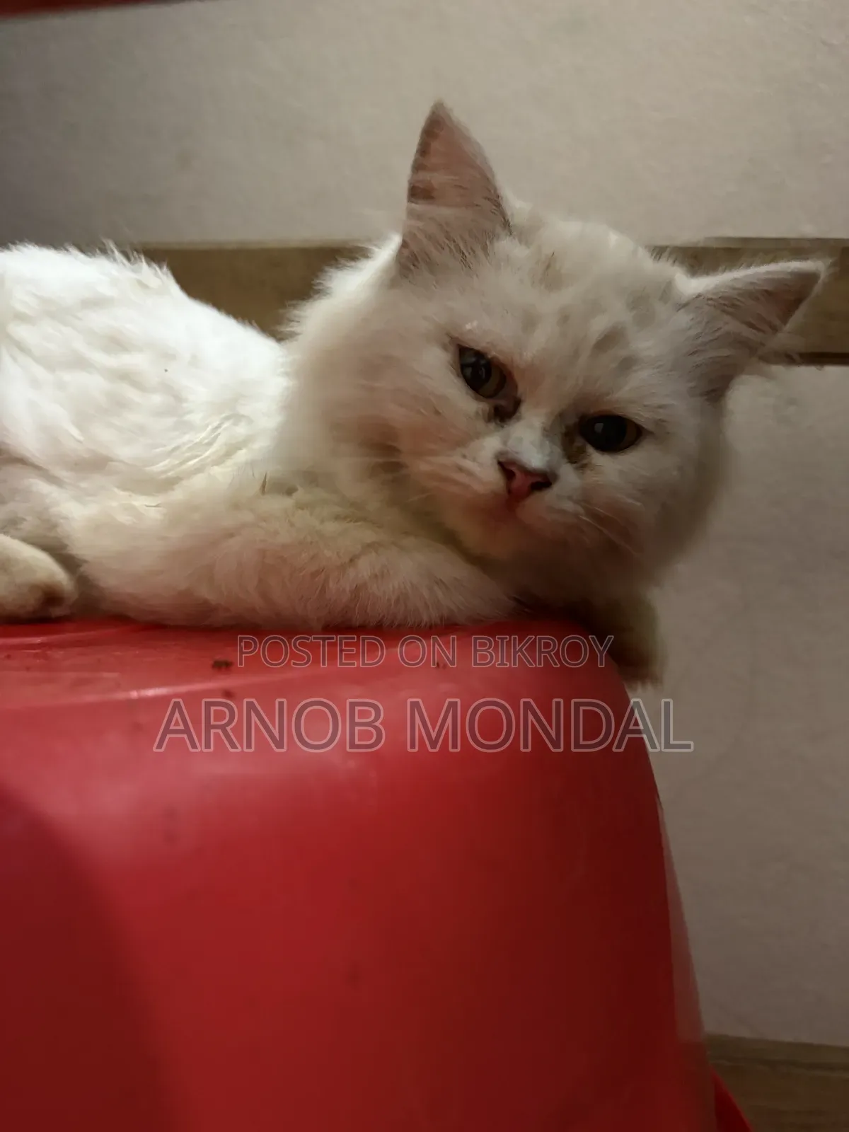 6-12 Months Male Purebred Persian
