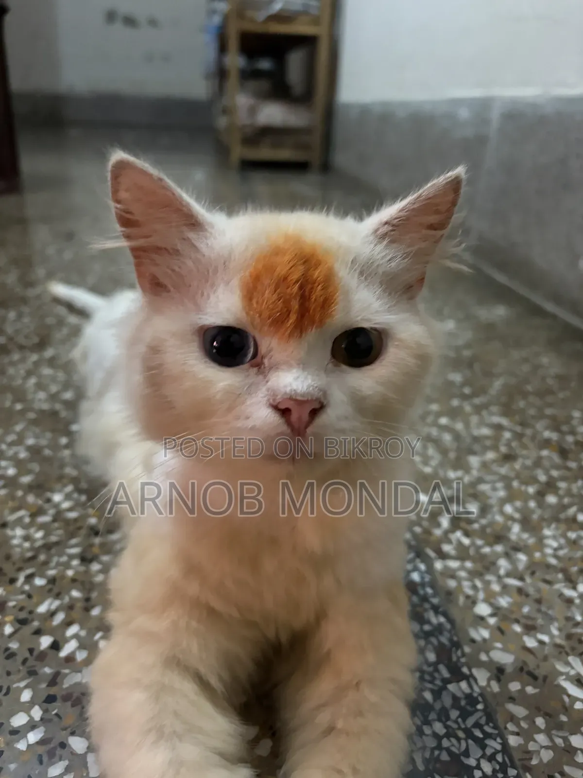 6-12 Months Male Purebred Persian