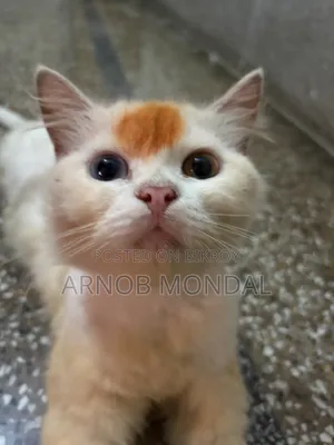 6-12 Months Male Purebred Persian