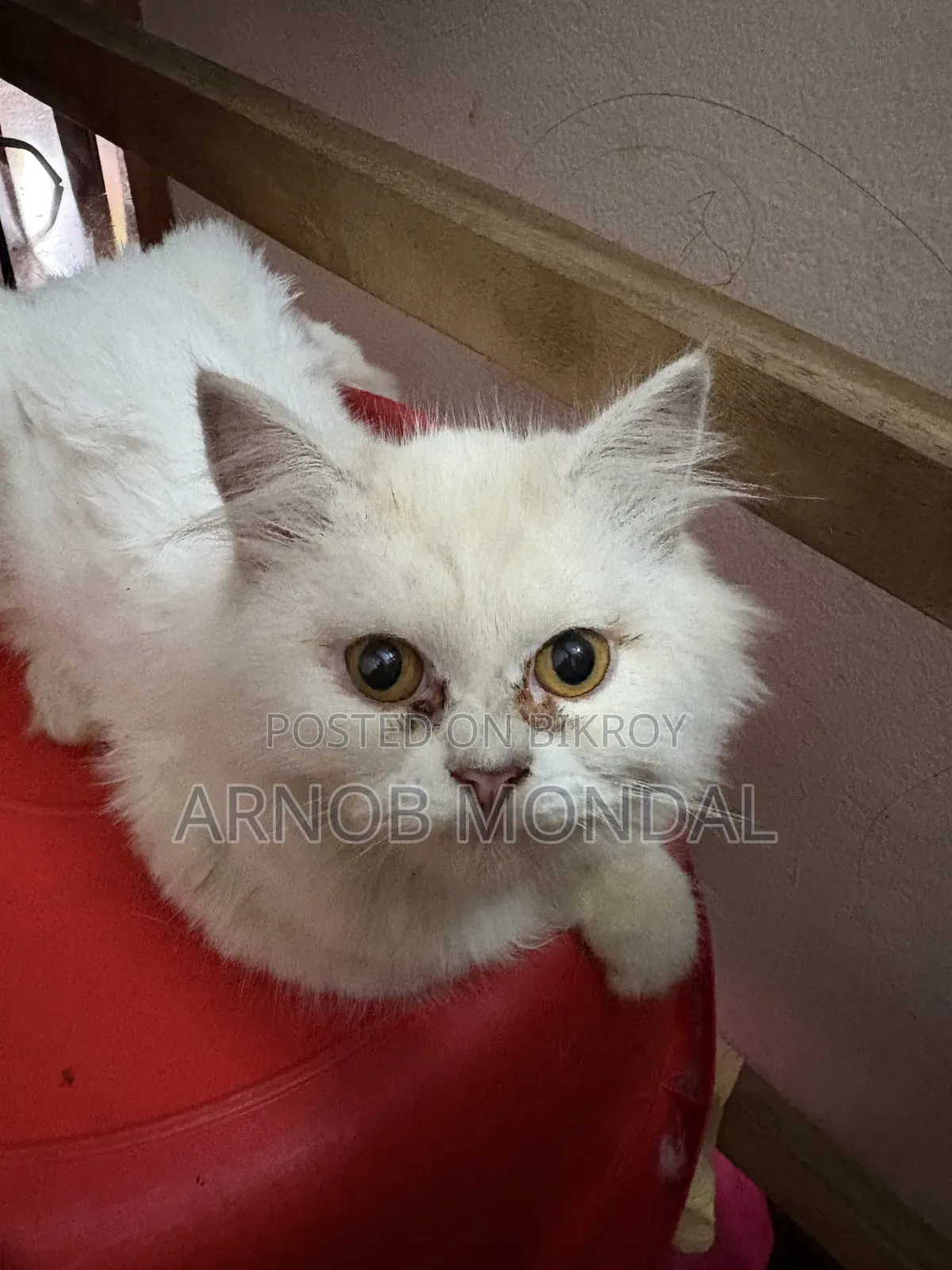 6-12 Months Male Purebred Persian