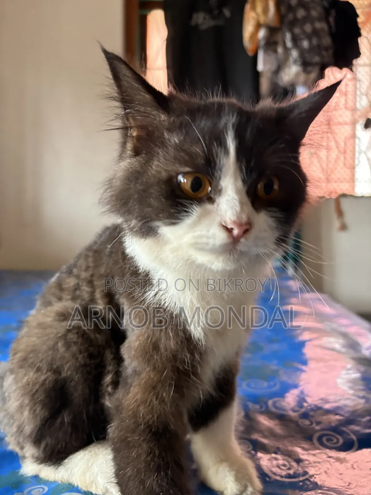 6-12 Months Male Purebred Persian