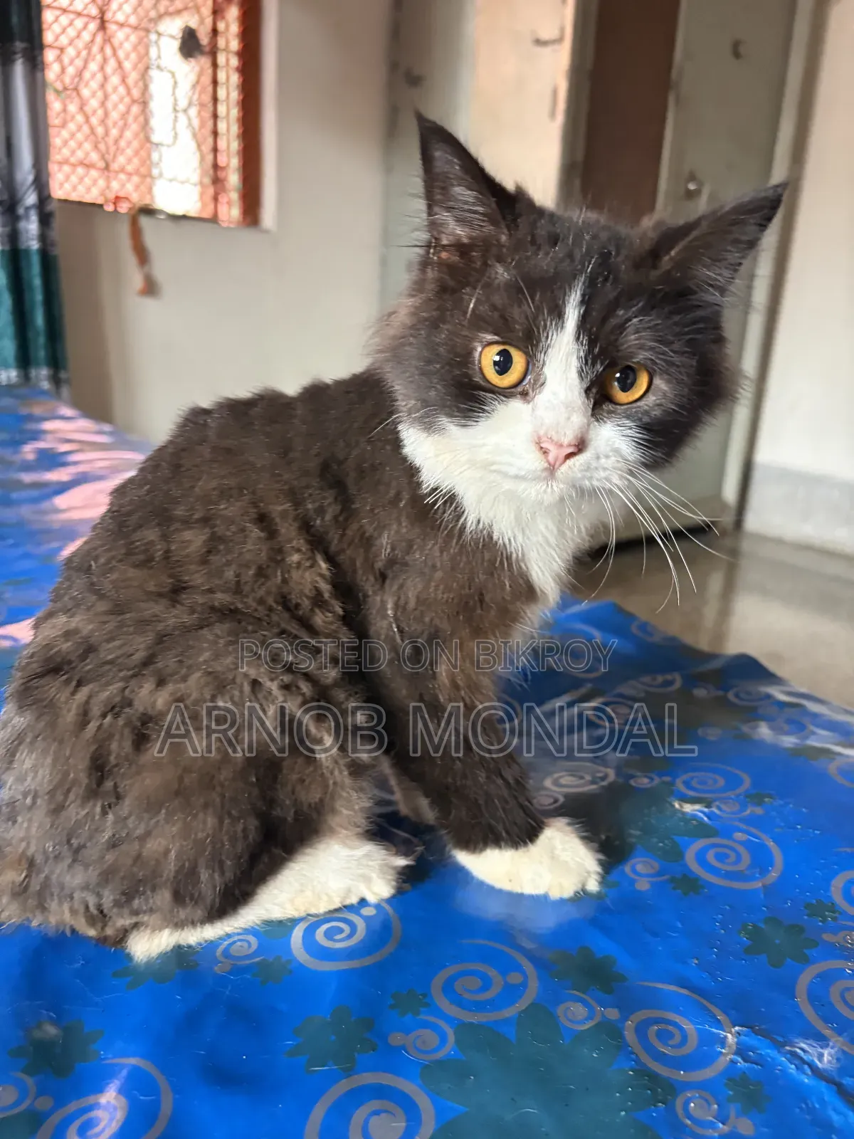 6-12 Months Male Purebred Persian