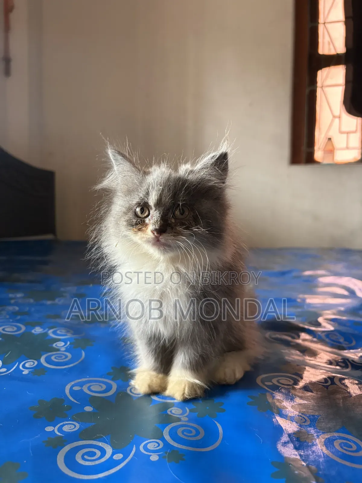 6-12 Months Male Purebred Persian